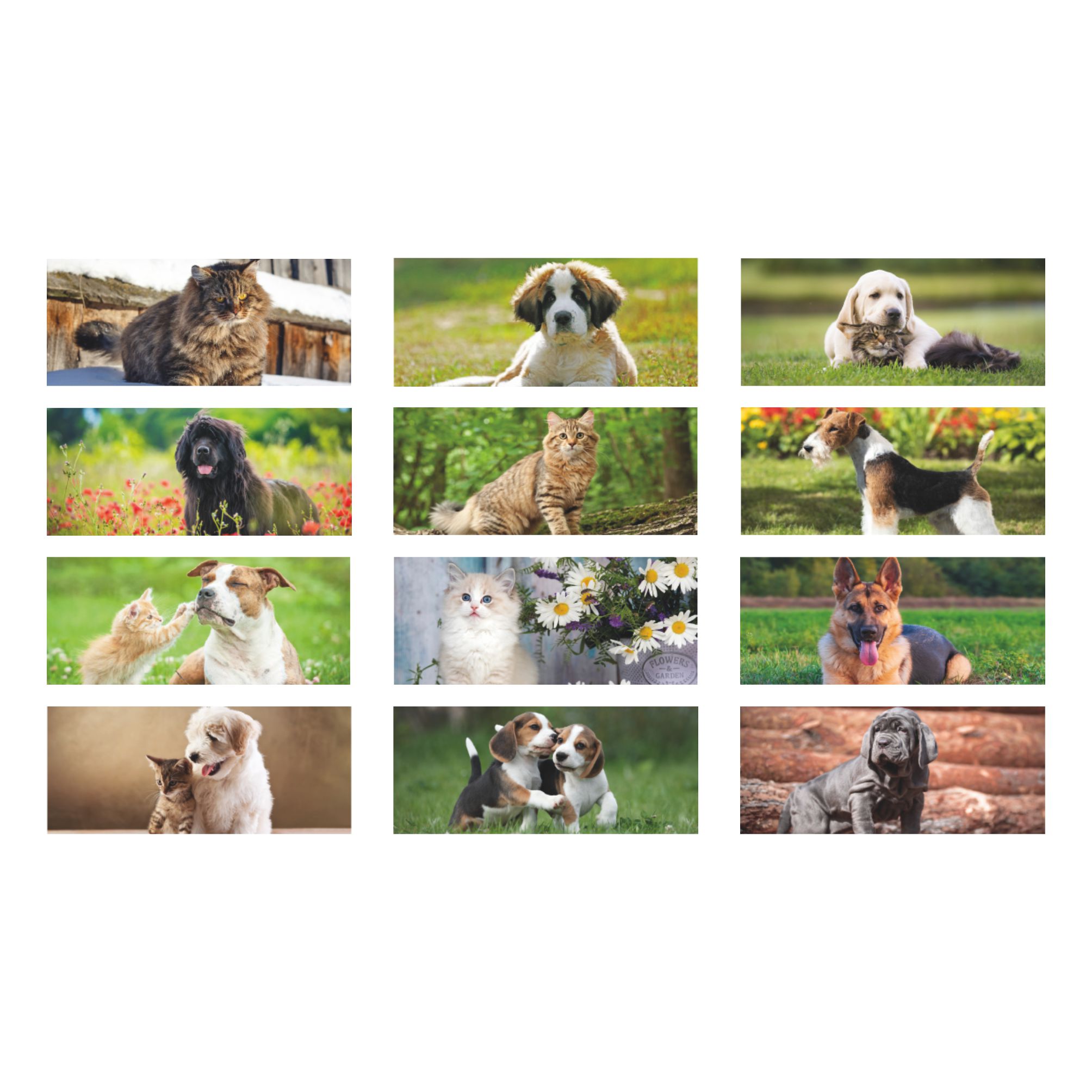 immagini presenti nel calendario da tavolo cani e gatti con spirale 12 fogli piedino personalizzabile