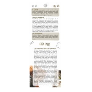 retro del calendario cani e gatti olandese trimestrale 12 fogli carta patinata testata pressofusa personalizzabile